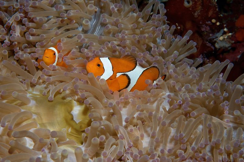 False Clown Anemonefish