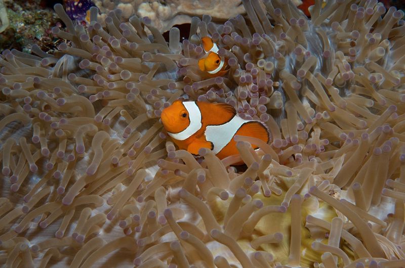False Clown Anemonefish