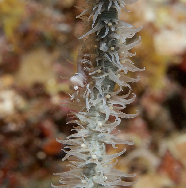 Zanzibar Whip Coral Shrimp