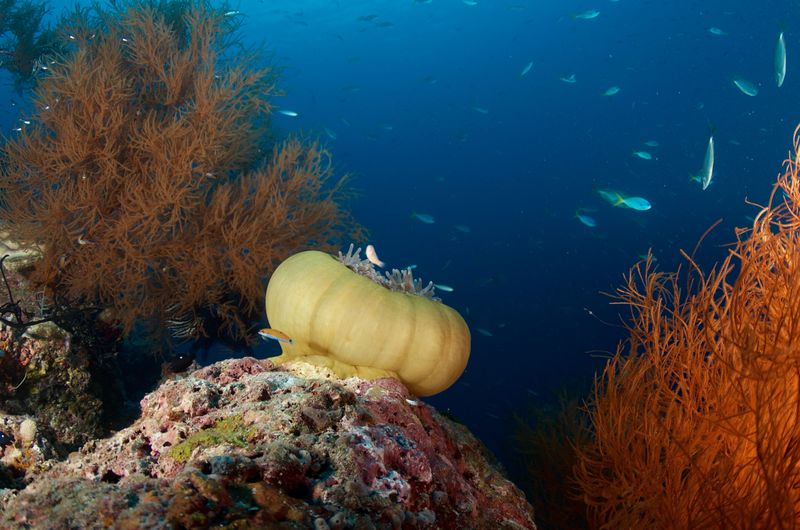 Green Magnificent Sea Anemone