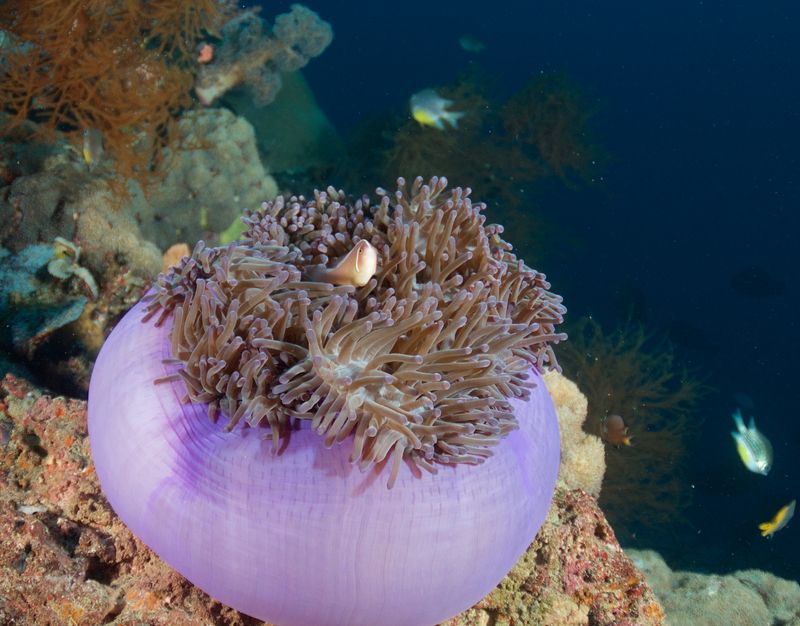Pink Magnificent Sea Anemone