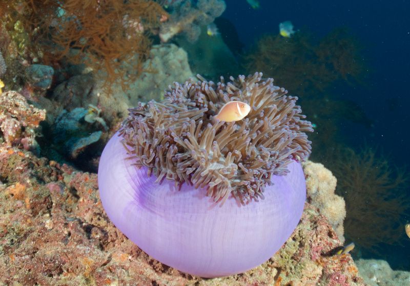 Pink Magnificent Sea Anemone