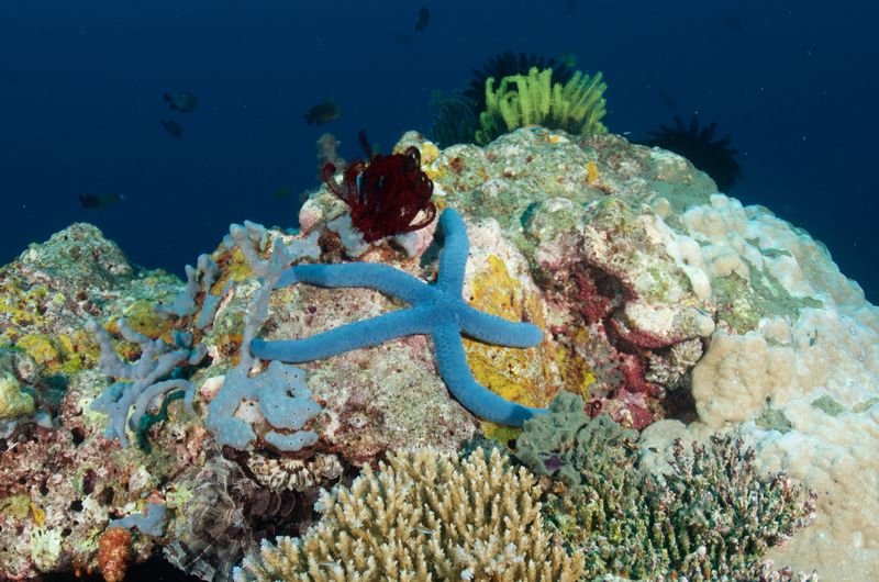 Blue Linckia Sea Star