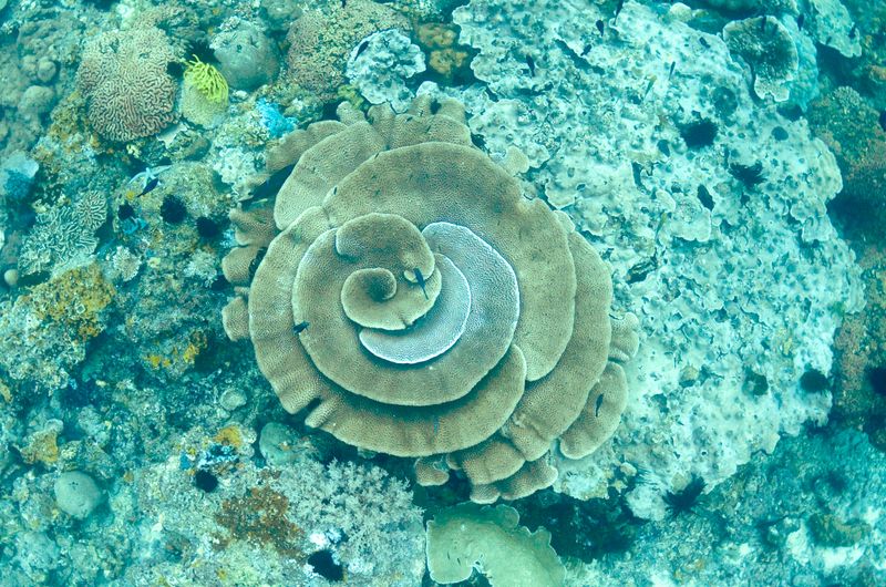 Spiral Coral