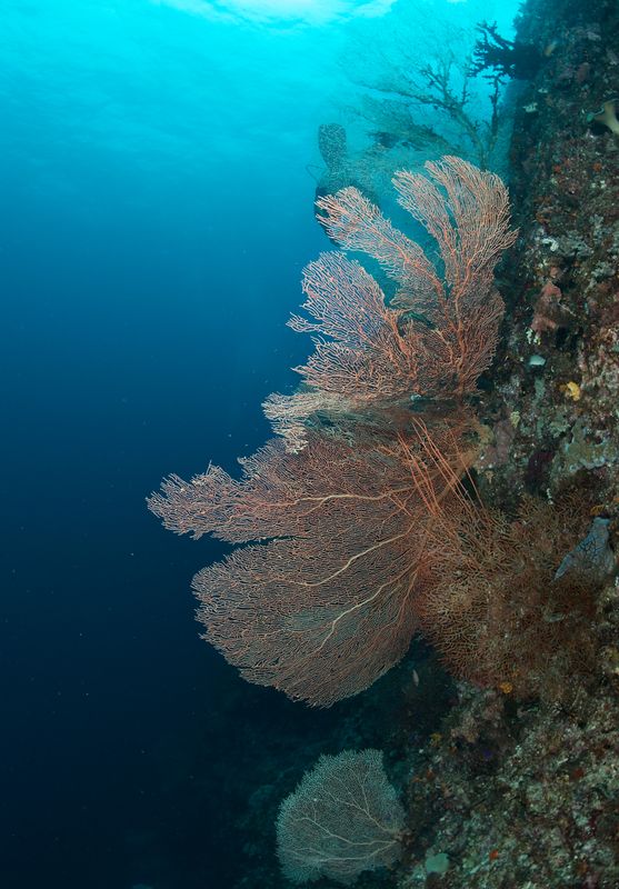 Gorgonians