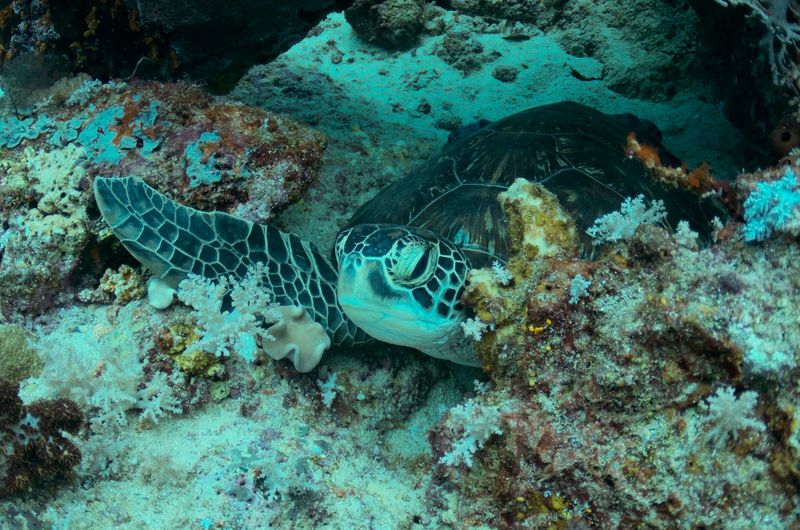 Sleeping Green Turtle