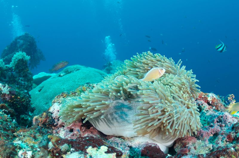 Pink Anemone Fish