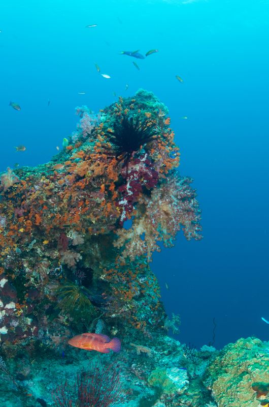 Soft Corals