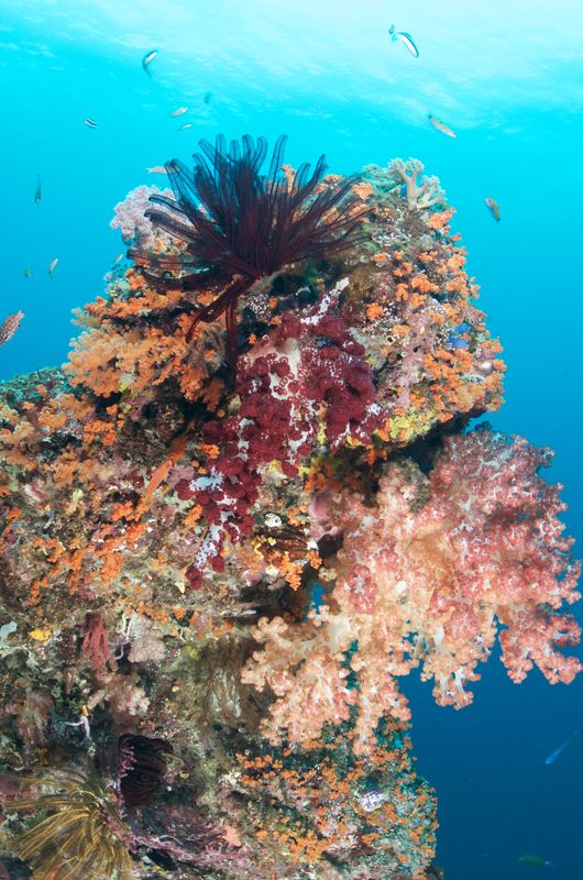 Soft Corals