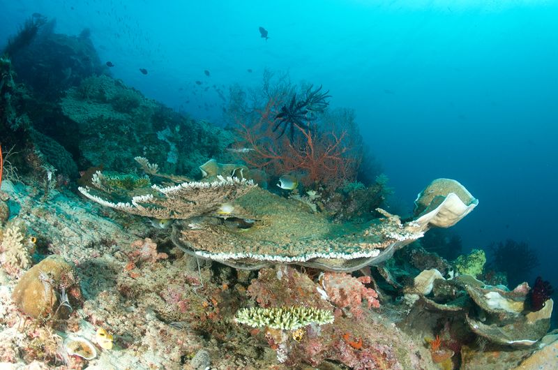 Corals and Fish