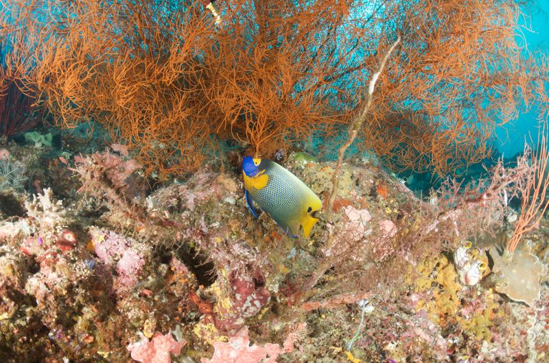Yellow-Mask Angelfish