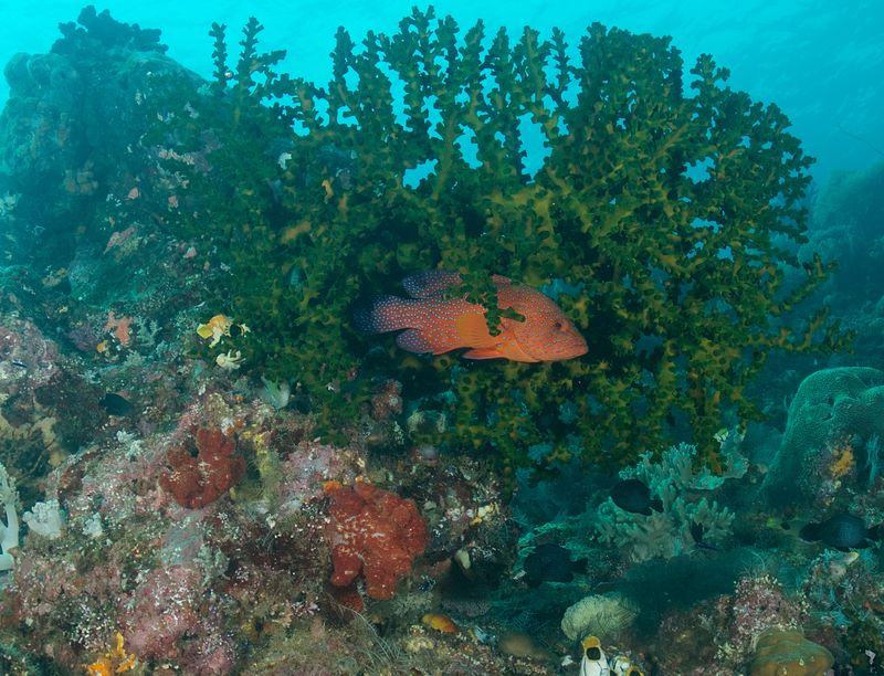 Coral Grouper
