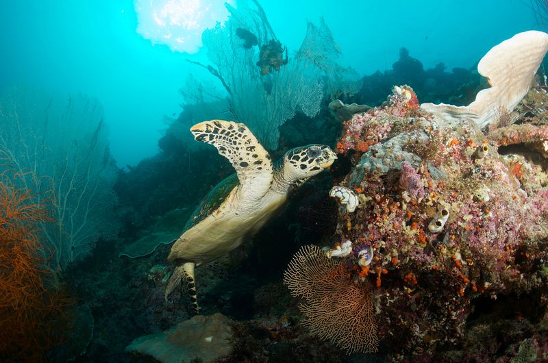 Hawksbill Turtle
