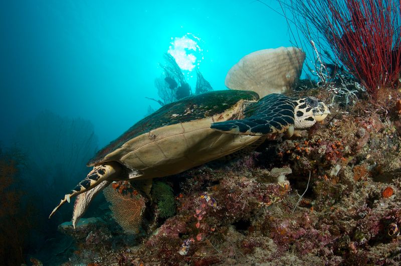 Hawksbill Turtle