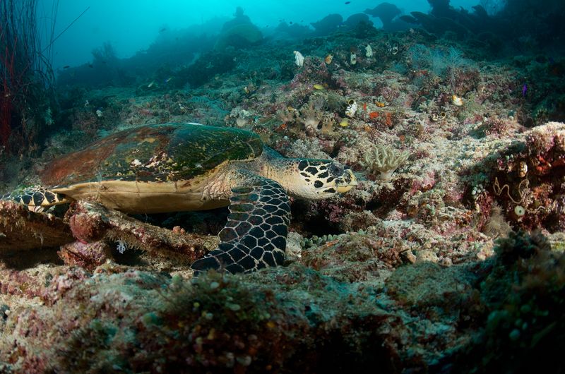 Hawksbill Turtle