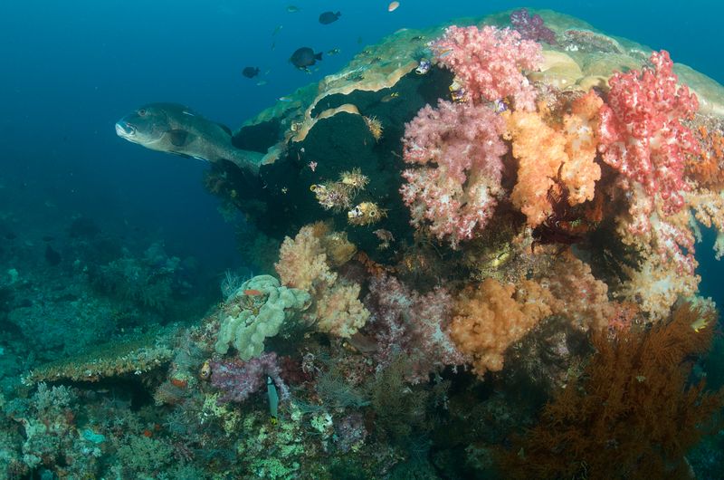 Coral Head and Giant Sweet Lips