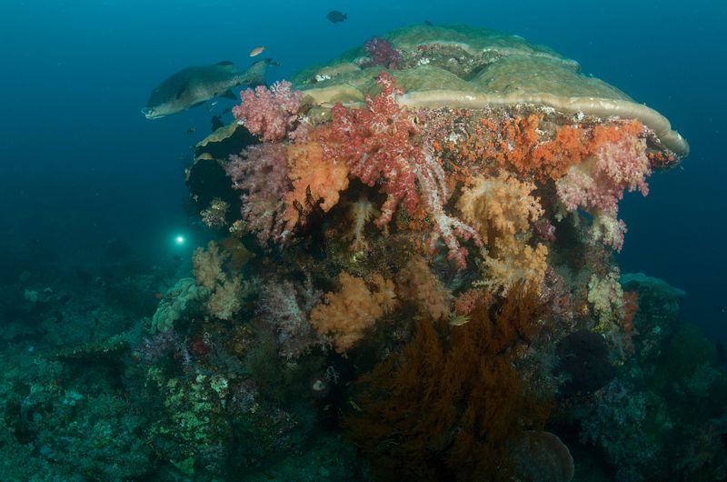 Coral Head and Giant Sweet Lips