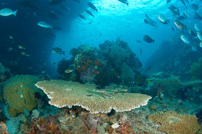 Corals