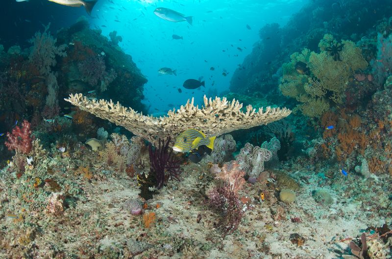 Corals