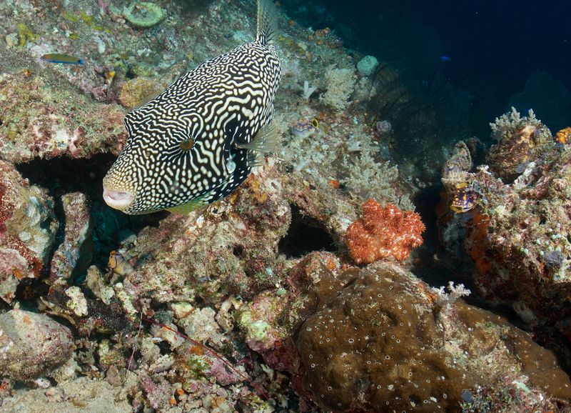 Map Puffer