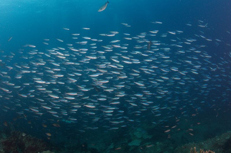 Schooling fish