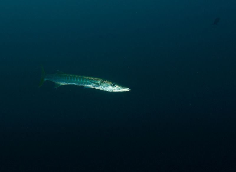 Barracuda