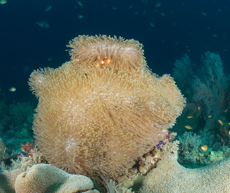 Anemone