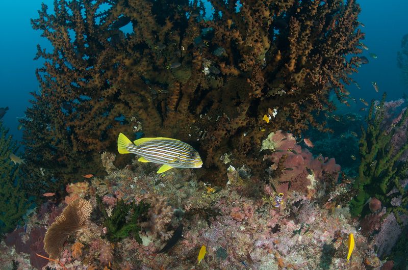 Ribbon Sweetlips