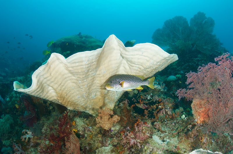 Diagonal-Banded Sweetlips