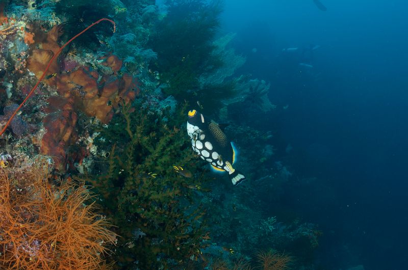Clown Triggerfish
