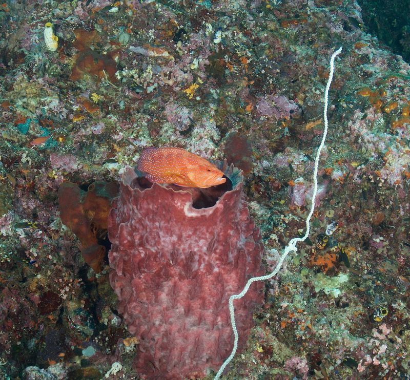 Coral Grouper in Sponge