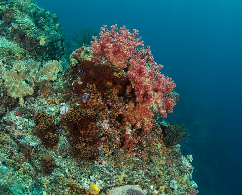 Soft Corals