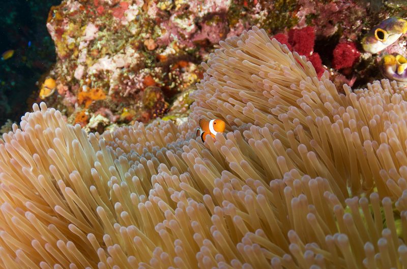 False Clown Anemonefish