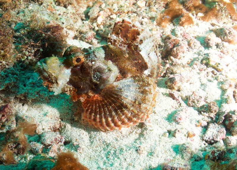 Scorpionfish