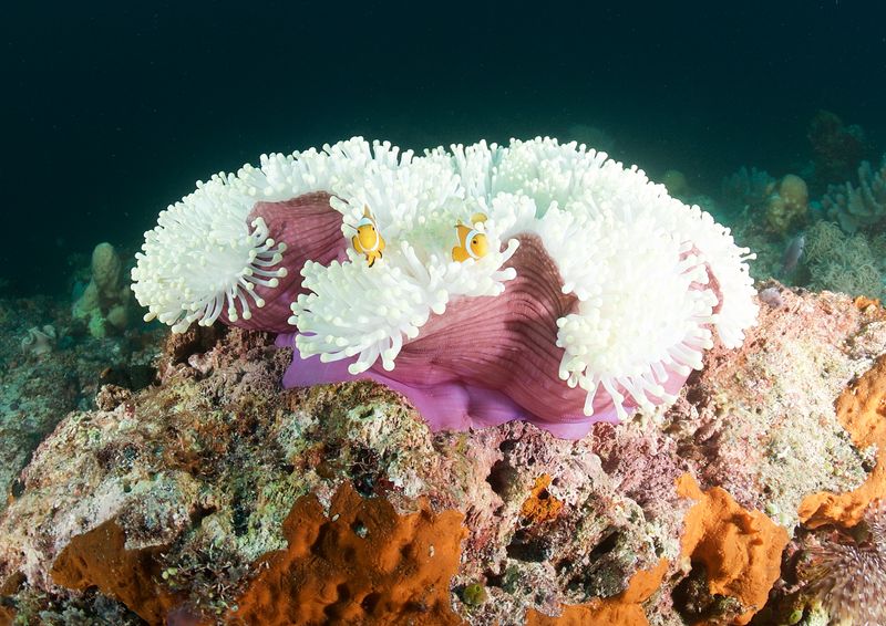 Pink Magnificent Sea Anemone