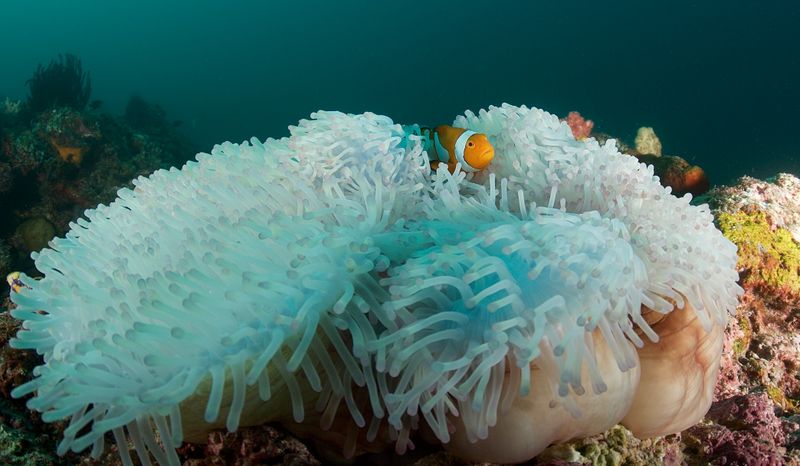 Magnificent Sea Anemone