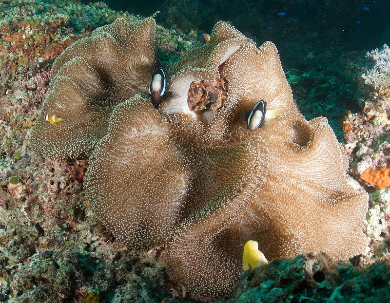 Clark's Anemonefish