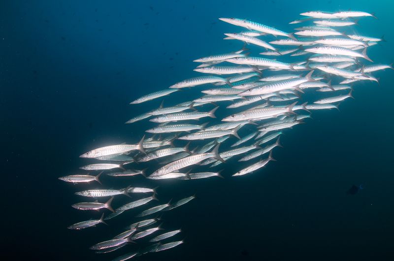 Barracuda