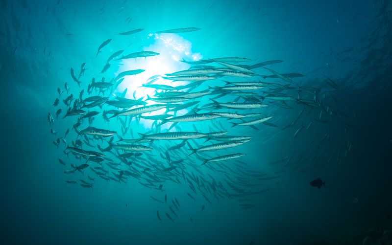 Blackfin Barracuda
