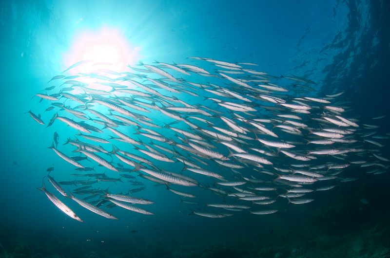Blackfin Barracuda