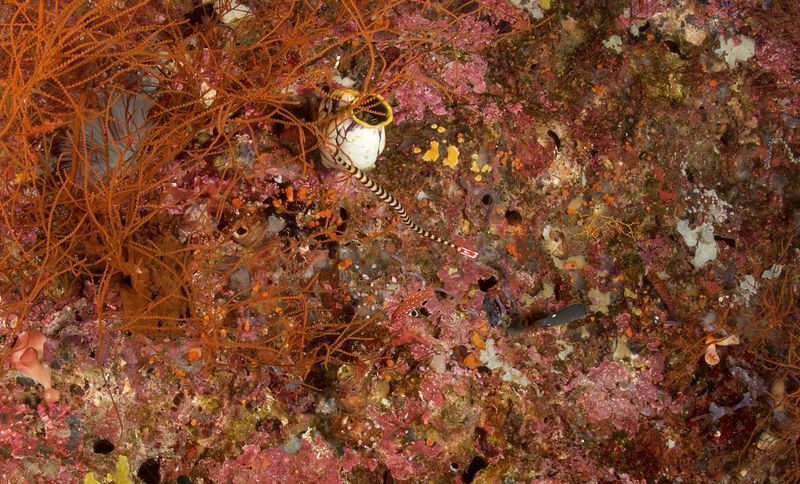 Ringed Pipefish