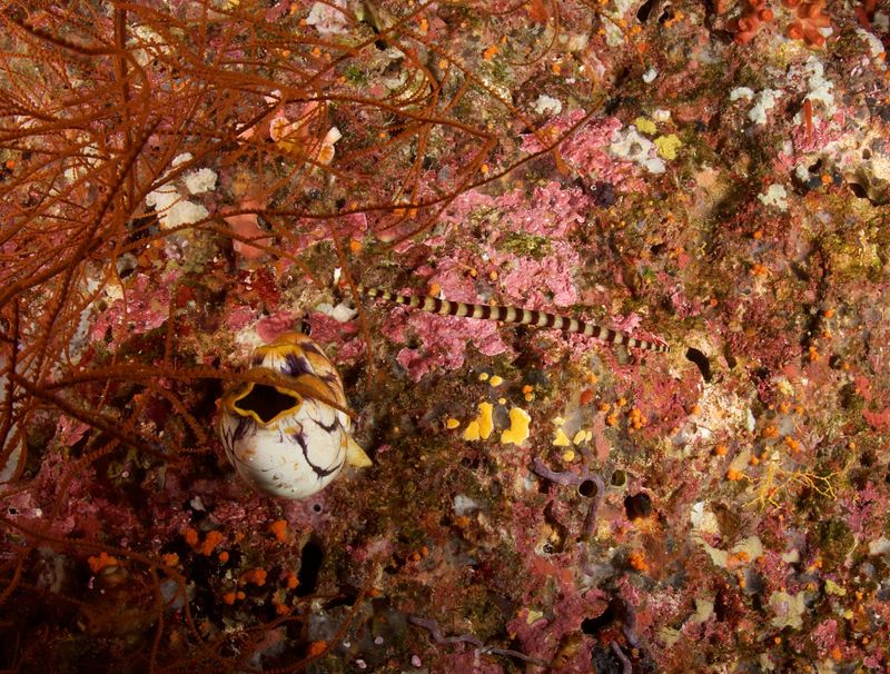 Ringed Pipefish