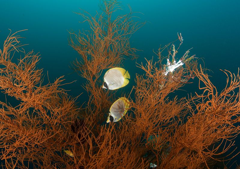 Panda Butterflyfish