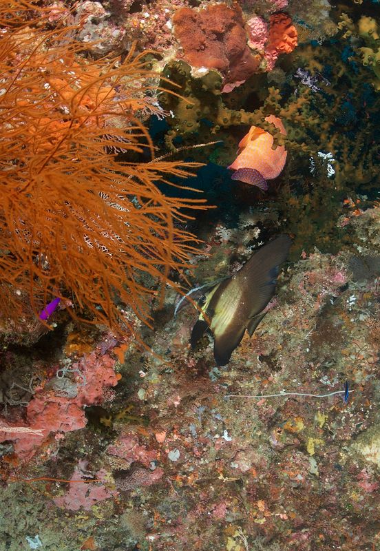 Batfish