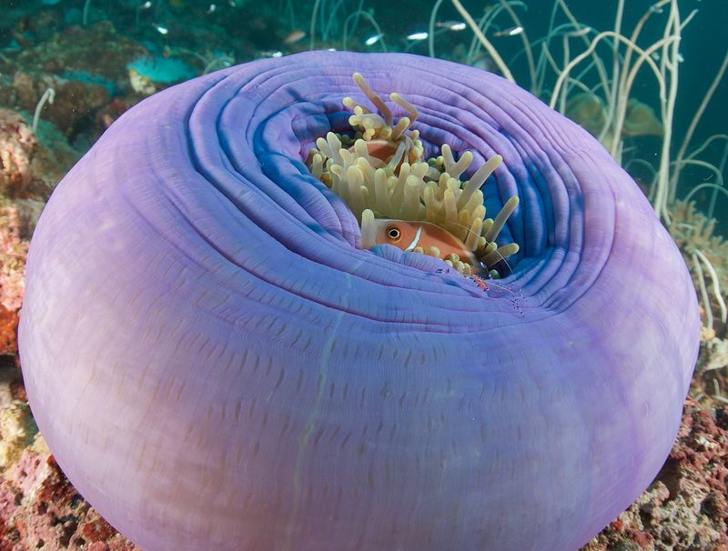 Magnificent Sea Anemone