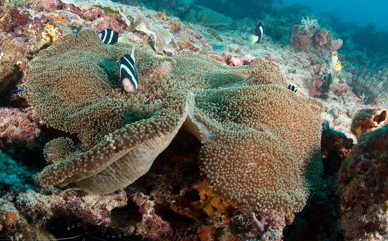 Magnificent Sea Anemone