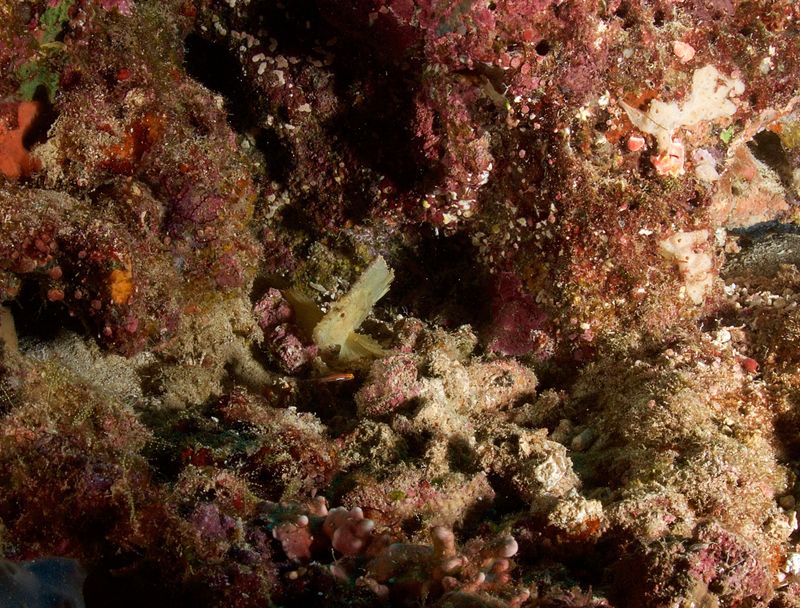 Leaf Scorpionfish