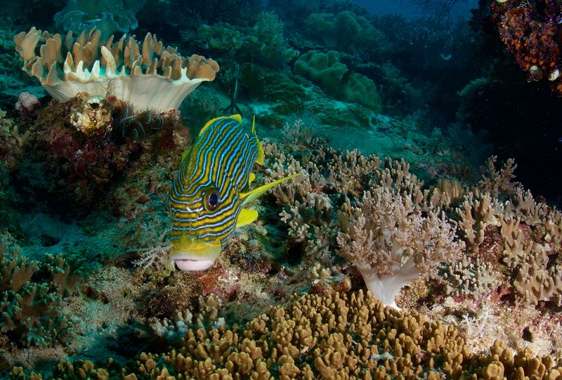 Ribbon Sweetlips
