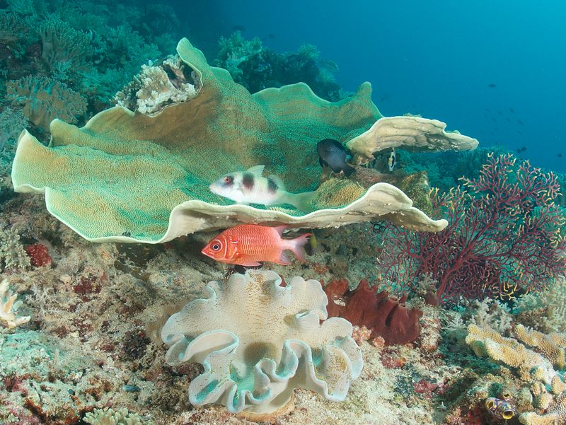 Coral and Fish