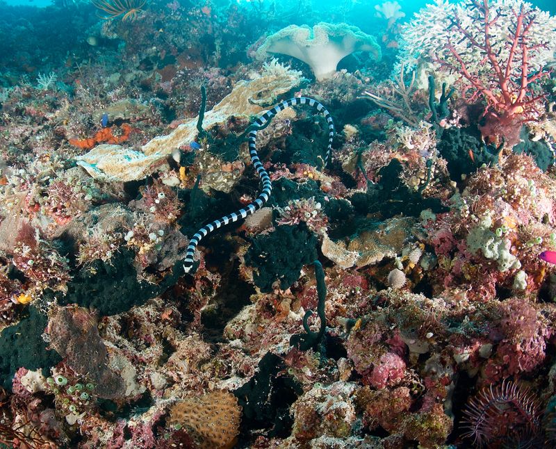Saddled Snake Eel